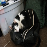 Mister Bag